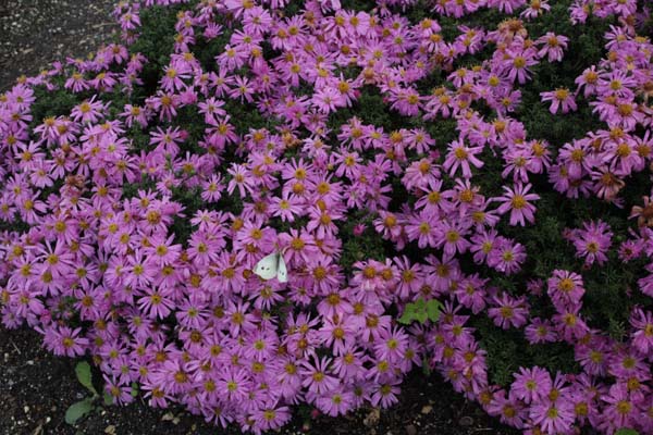 Aster 'Wood's Pink'