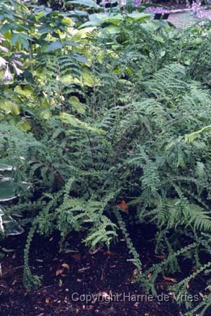 Athyrium filix femina 'Frizelliae'
