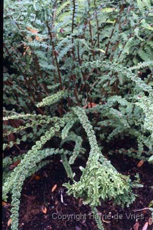 Athyrium filix femina 'Frizelliae'