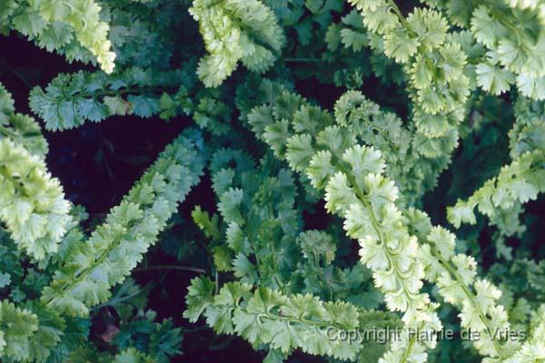 Athyrium filix femina 'Frizelliae'