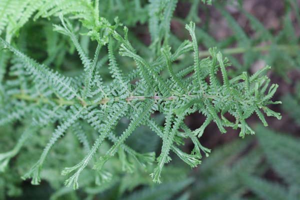 Athyrium filix femina 'Victoriae'