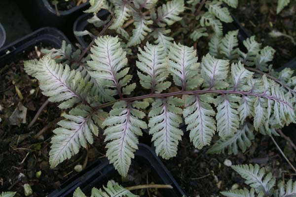 Athyrium niponicum 'Pewter Lace'