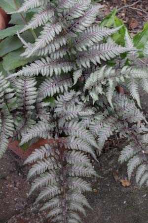 Athyrium niponicum 'Silver Falls'