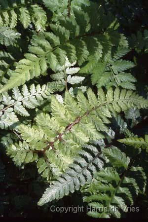 Athyrium niponicum 'Red Beauty'