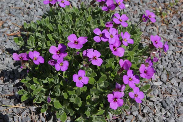 Aubrieta 'Hamburger Stadtpark'