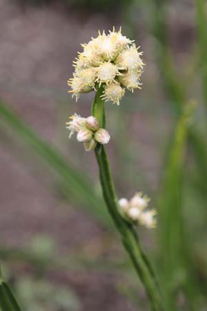 Baccharis sagittalis