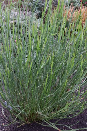 Baccharis sagittalis