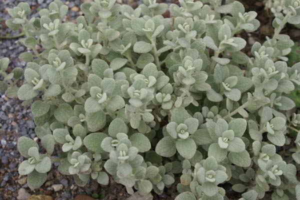 BALLOTA pseudodictamnus 'Compact Form'