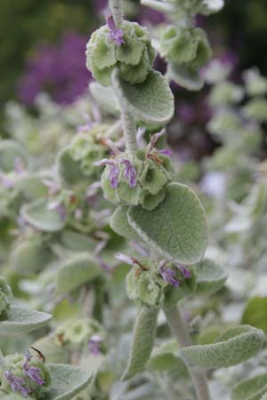 Ballota pseudodictamnus