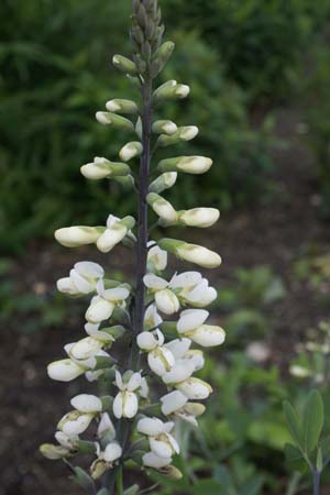 BAPTISIA alba macrophylla (lactea)