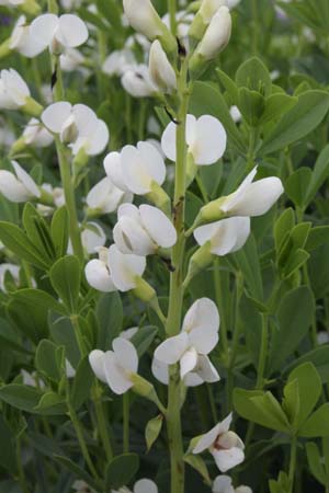 Baptisia australis 'Alba'