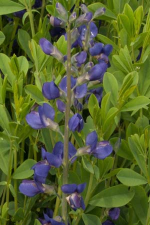 BAPTISIA australis 'Caspian Blue'