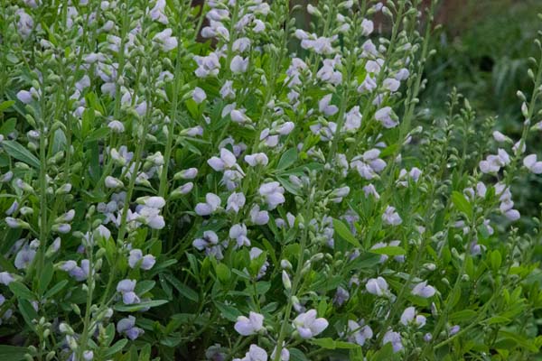 Baptisia australis minor 'Blue Pearls'