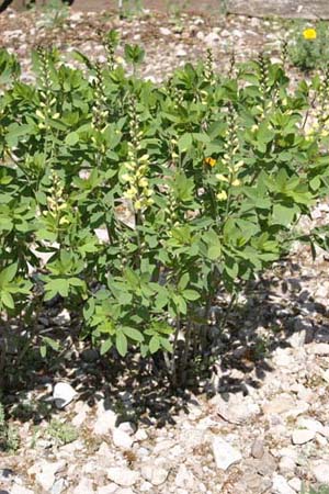 Baptisia 'Carolina Moonlight'