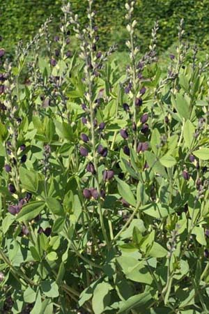 Baptisia 'Chocolate Chip'