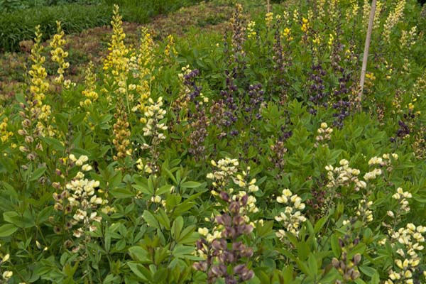 BAPTISIA hybriden
