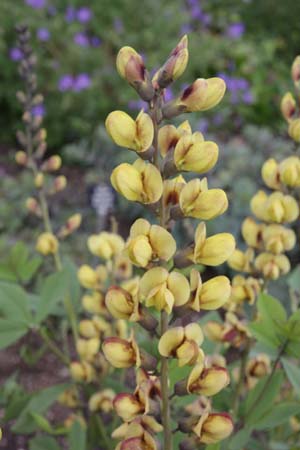 BAPTISIA hybr 8
