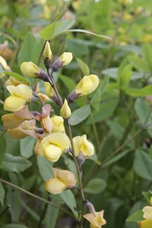 BAPTISIA hybr 5