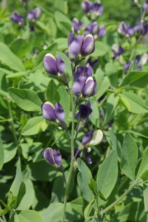 Baptisia 'Purple Eclips' (hybride 1)