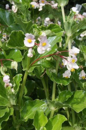 Begonia cucullata var. arenosicola