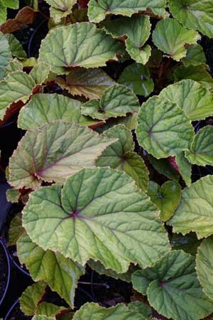 Begonia
