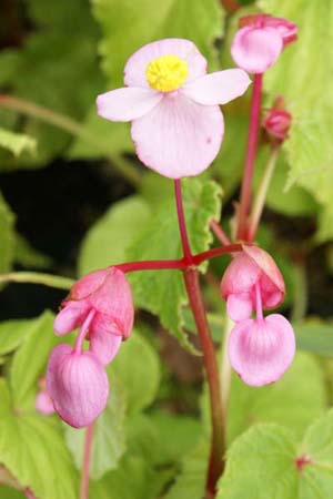 Begonia grandis 'Heron's Pirouette'