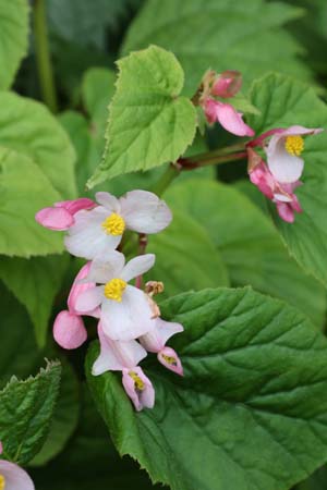 Begonia grandis ssp. holostyla W/O-9080