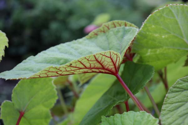 Begonia grandis 'Heron's Pirouette'