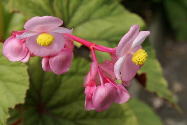 Begonia grandis evansiana
