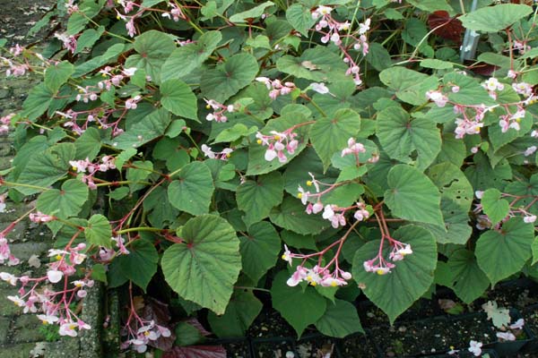Begonia grandis evansiana