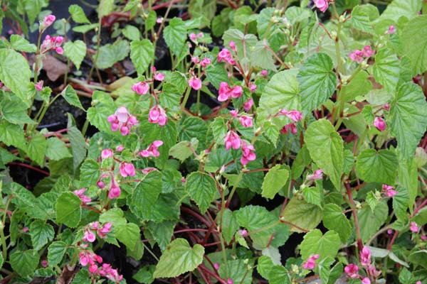 Begonia modestiflora ?