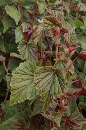 Begonia sinensis 'Red Undies' - BWJ8011