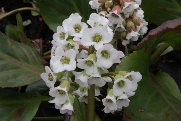 Bergenia 'Brahms'