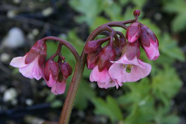 BERGENIA 'Bressingham Salmon'
