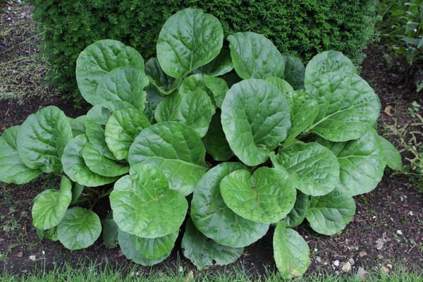 Bergenia ciliata ssp. ciliata