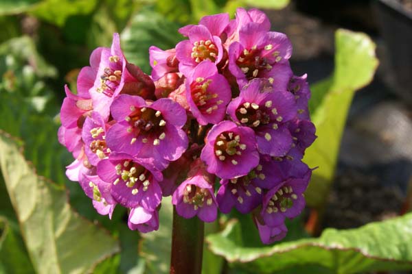 BERGENIA 'Edens Magic Giant'