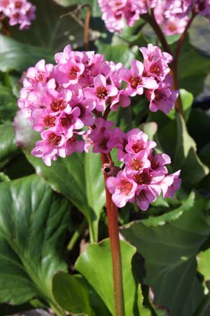 Bergenia 'Herbstblüte'