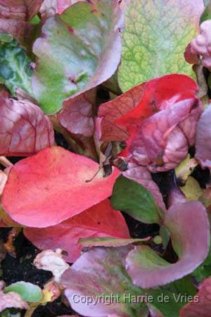 Bergenia 'Eroica'