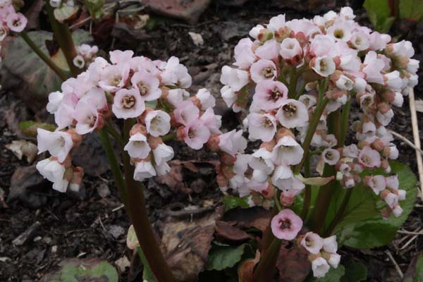 Bergenia 'Nebellicht'