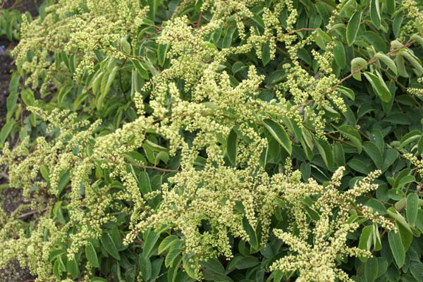 Berchemia racemosa
