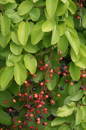 Berchemia racemosa