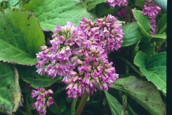 BERGENIA 'Rietheim'