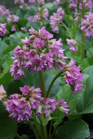 Bergenia 'Rietheim'