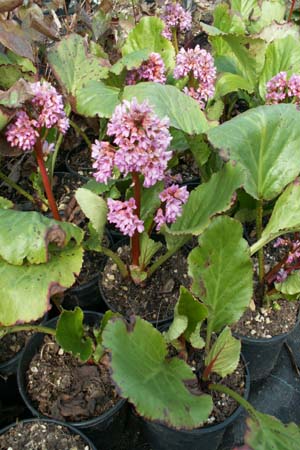Bergenia 'Rietheim'