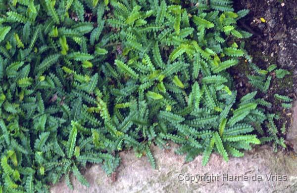 Blechnum penna-marina