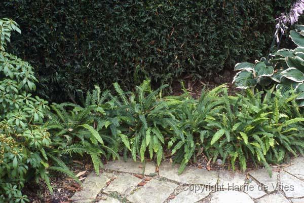 Blechnum