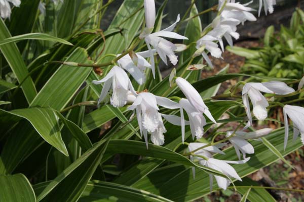 Bletilla striata 'Albostriata Alba'