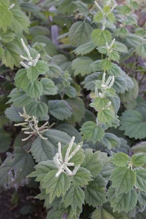 Boehmeria platanifolia