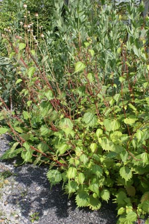 Boehmeria tricuspis