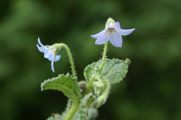 Borago